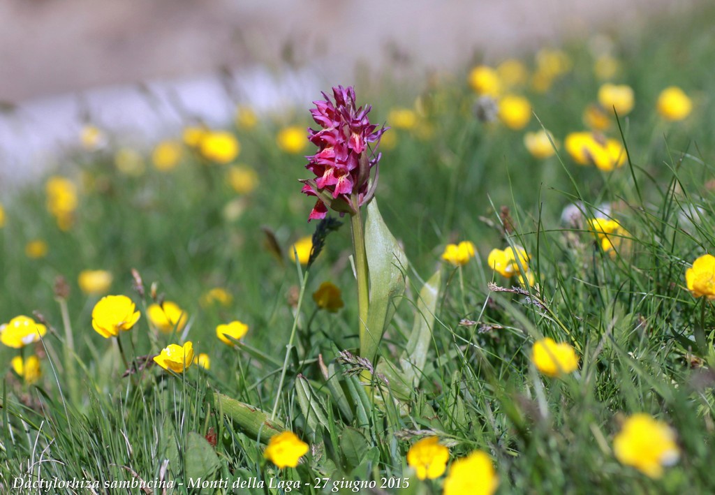 Monti della Laga, N.widderi, P.albida var. tricuspis e altre orchidee 27 giugno 2015